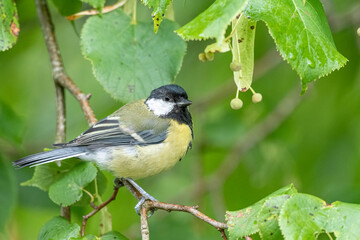 Parus major, Great Tit perched in a natural woodland background.