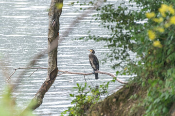 A Cormorant, Phalacrocorax carbo perched on a tree in the rain.