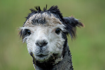 Closeup portrait of an Alpaca, Lama pacos.