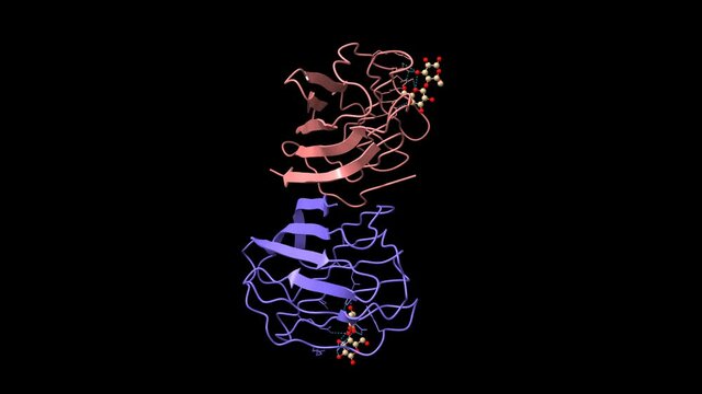 X-ray crystal structure of the human dimeric s-lac lectin in complex with lactose.  Animated 3D cartoon and Gaussian surface model, chain id color scheme, PDB 1hlc, black background.