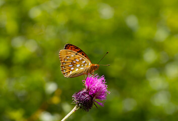 large butterfly with pink spines perched on flower, Argynnis aglaja