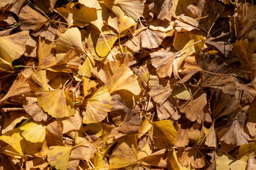 地面一面に降り積もった銀杏（イチョウ）の落ち葉