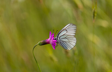 white butterfly feeding on tiny pink flower, Aporia crataegi