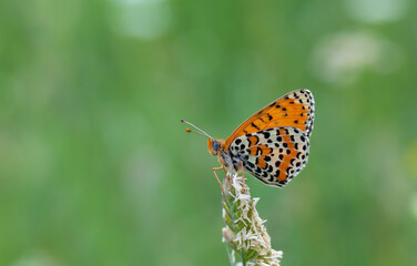 reddish medium-sized butterfly with black spots, Melitaea didyma