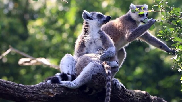 lemur catta with baby in her arms 

