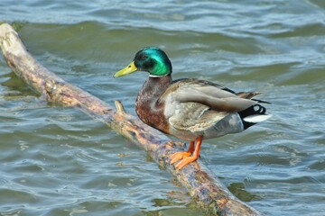 duck on the water