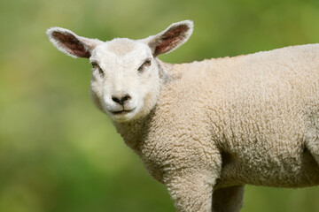 Naklejka na ściany i meble Close up of a white sheep lamb