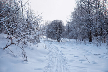 Winter forest landscape. Tall trees under snow cover. January frosty day in the park.