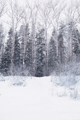 Fototapeta premium Winter forest landscape. Tall trees under snow cover. January frosty day in the park.