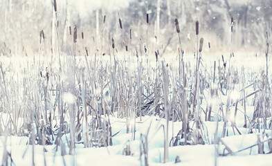 Winter forest landscape. Tall trees under snow cover. January frosty day in the park.