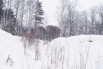 Winter forest landscape. Tall trees under snow cover. January frosty day in the park.