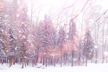 Obraz na płótnie Canvas Tall trees under snow cover. January frosty day in winter park.