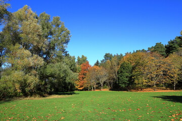 Beginning of the autumn. Color shift in the trees. Clear blue sky, no clouds. Stockholm, Sweden, Scandinavia, Europe.