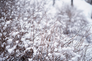 Winter forest landscape. Tall trees under snow cover. January frosty day in the park.