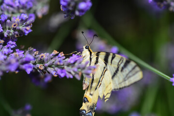 Papillon Le Flambé