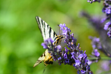 Papillon Le Flambé