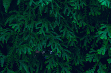 Fototapeta na wymiar background leaves green in nature