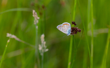 blue little butterfly for your green grass, Polyommatus icarus