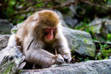 Japanese macaque sitting on a rock and collecting food.