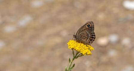 a large brown butterfly on a yellow flower, Satyrus ferulus	