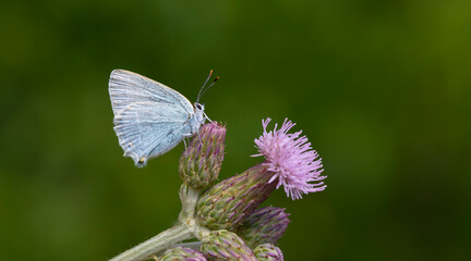 butterfly in blue tones on pink flower,Satyrium myrtale