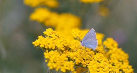 blue tiny butterfly under wings on yellow flower, Satyrium myrtale