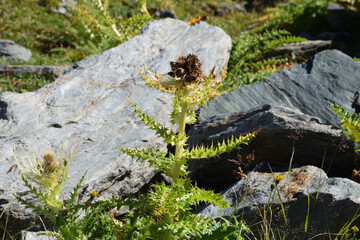 Cardo di montagna