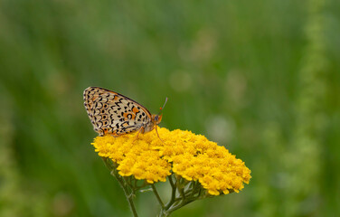 red large butterfly with black dots, Melitaea arduinna
