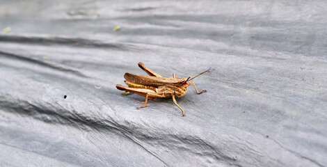 Brown grasshopper perched on plantation plastic