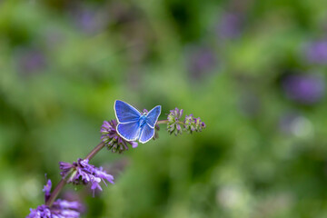 tiny blue butterfly on purple flower, agro butterfly
