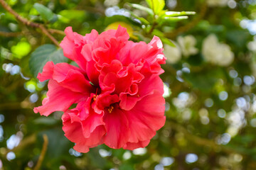 Obraz premium Chinese red rose flower close up, nature flora in garden pollen bloom background wallpaper photo