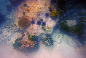 Underwater view of the coral reef at the bottom