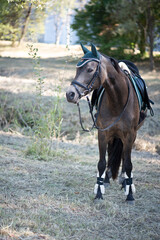 Obraz premium Reitpony