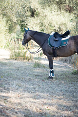 Obraz premium Reitpony