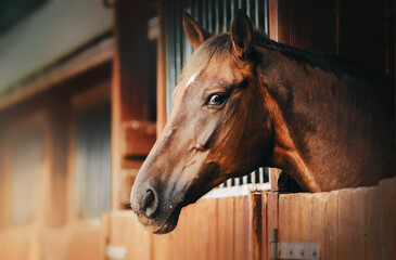 Portrait of a beautiful bay horse standing in a wooden stall in a stable on a farm. Agriculture and livestock. Equestrian life.