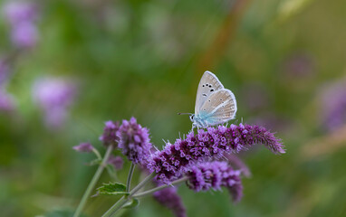 tiny blue butterfly on purple flower, agro butterfly