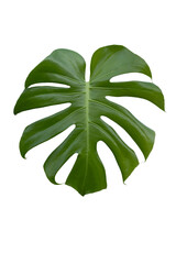 Naklejka na ściany i meble Green leaf of Monstera deliciosa, Fruit salad plant, Tarovine, Split leaf philodendron or Swiss Cheese Plant isolated on white background included clipping path.