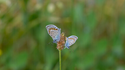 two blue butterflies together, Plebejus idas