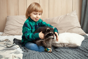 Obraz premium pet raccoon, a child and an exotic animal indoor. Room, games with pet, gray raccoat. Animal in the family, care, love and friendship. boy hugs a raccoon