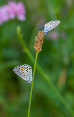 tiny butterfly clinging to a thin branch, Rubrapterus bavius
