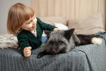 child and a fox lie on the bed, an exotic pet, a predator indoor. Brown fox in the room, care and love for pets. Friendship. boy strokes fox