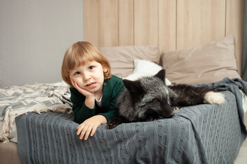 child and a fox lie on the bed, an exotic pet, a predator indoor. Brown fox in the room, care and love for pets. Friendship. problems, allergy to wool, naughty animal