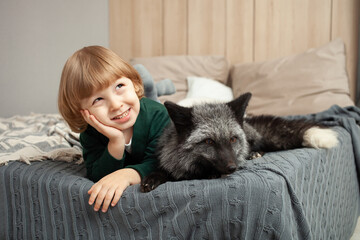 child and a fox lie on the bed, an exotic pet, a predator indoor. Brown fox in the room, care and love for pets. Friendship. boy dreams of a gift, a new animal