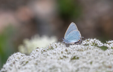underwing blue tiny butterfly on white flower, Satyrium myrtale