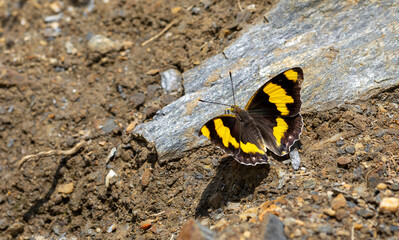 wonderful butterfly in yellow brown tones, Euapatura mirza