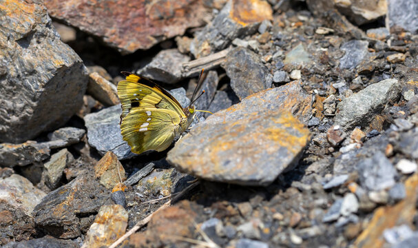 Wonderful Butterfly In Yellow Brown Tones, Euapatura Mirza