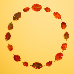 A perfect circle made of autumn leaves. Minimal concept.