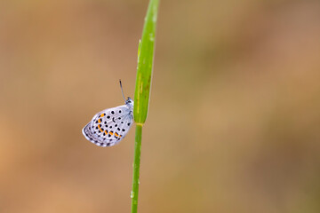 tiny butterfly clinging to green undersized leaf, Rubrapterus bavius