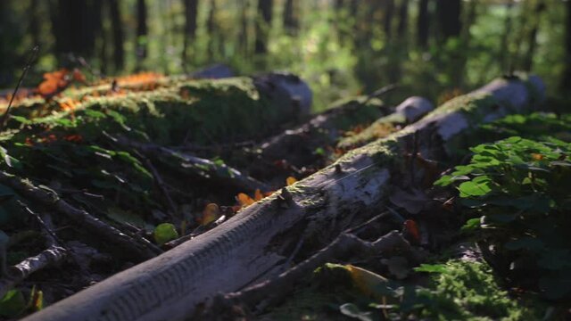 Beim sonnigen Wetter im Wald die Natur genie&szlig;en.