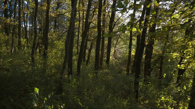 Beim sonnigen Wetter im Wald die Natur genie&szlig;en.